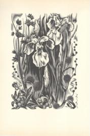 Iris Burweed And Rushes Iris Burweed And Rushes